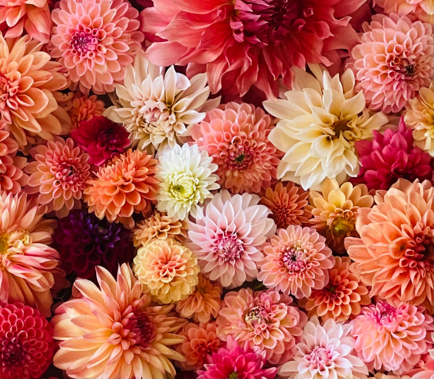 Our Story Boots Blooms Dahlias our-story-boots-blooms-dahlias