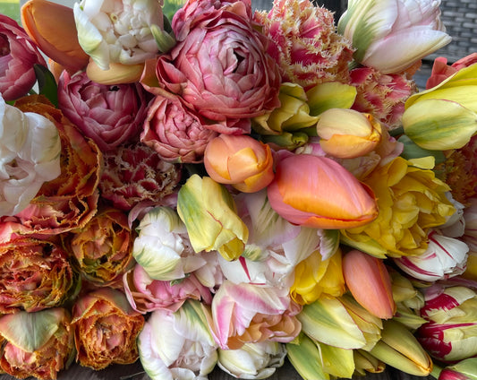 Single and Double Tulip Mix