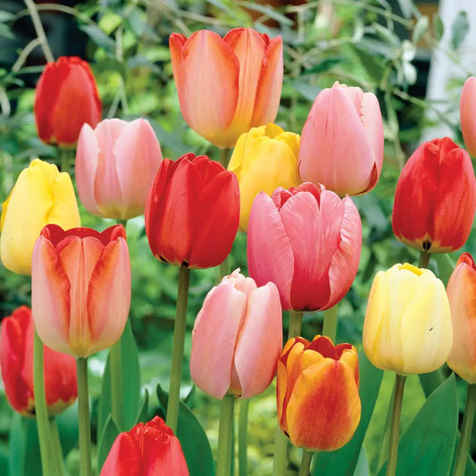 Perennial long-stem single tulips
