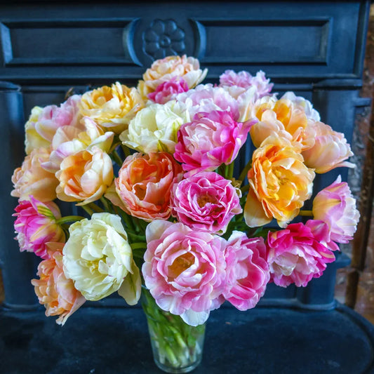 Double peony tulip blend